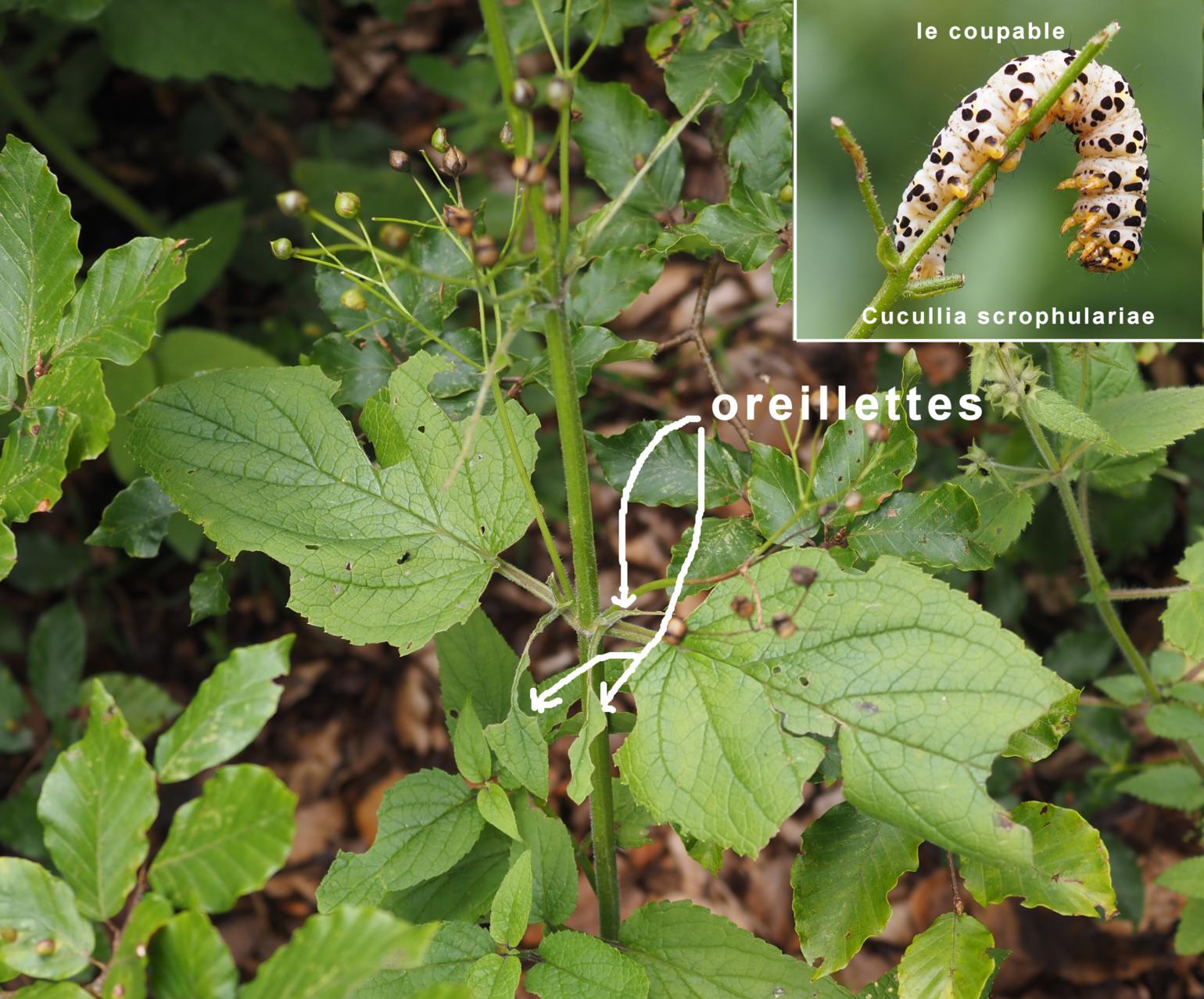 Figwort, Water